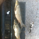 Grass carp