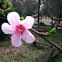 Nectarine tree 