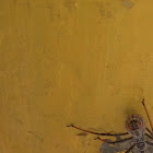 Wheel bug (nymph)