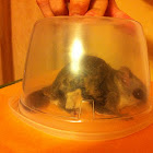 Northern Flying Squirrel