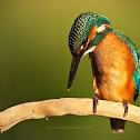 Kingfisher