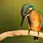 Kingfisher