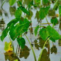 Taro