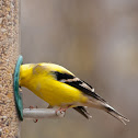 American Goldfinch