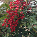Nandina