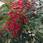 Nandina