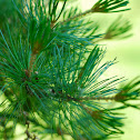 Japanese white pine, Mädchenkiefer