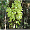 Yellow Jade vine