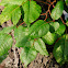 Poison Ivy