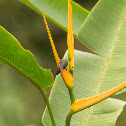 Colibrí Patirrojo