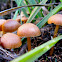 Galerina