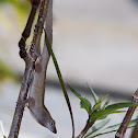 Brown Anole