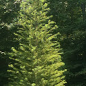 Bald cypress
