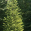 Bald cypress