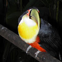 Tucano de bico verde (Tucan)