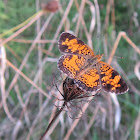 Pearl Crescent Butterfly