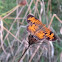 Pearl Crescent Butterfly