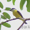 Boat-billed Flycatcher