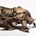 Carpenter Moth