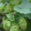 Hop