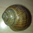 Burgundy Snail
