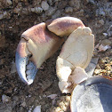 Boi de mar (gl), Buey de mar (es), edible crab or brown crab (uk)