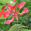 Royal Poinciana