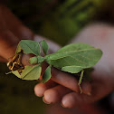 Gray's leaf insect