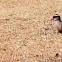 Crowned Lapwing