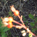 rosehips