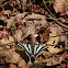 Zebra Swallowtail
