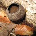 Devil's Urn