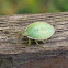 stink / shield bug nymph