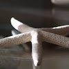 Single Starfish