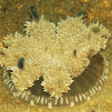 Upside-down Jelly