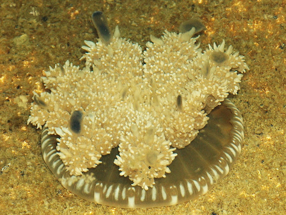 Spotting Image 1