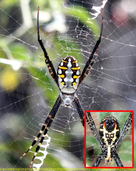 Spotting Image 1