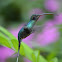 Ermitaño verde / Green Hermit