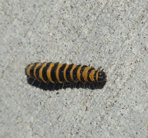 Spotting Image 1