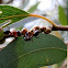 Gumtree Scale sacs