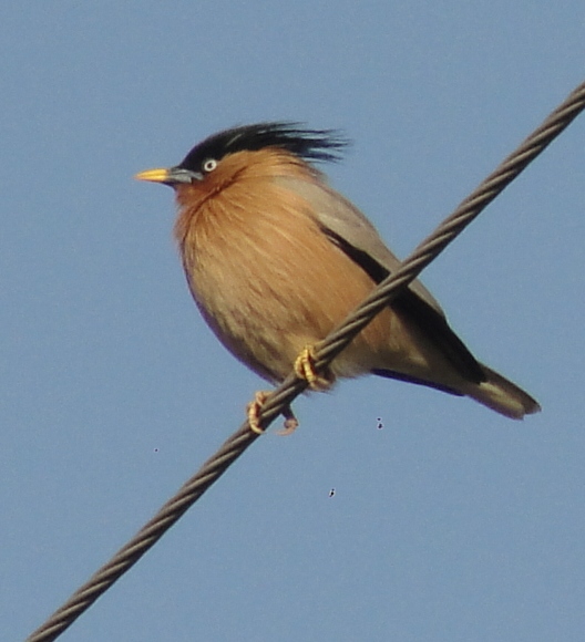 Spotting Image 1