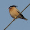 Brahminy Myna