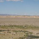 Horses, Camels, Goats