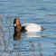 Pochard; Porrón Común