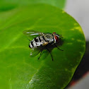 flesh fly