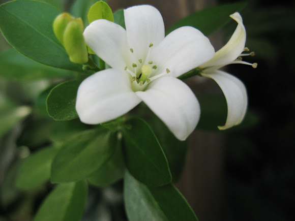 Spotting Image 1