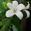 orange jasmine