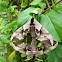 Eyed Hawk Moth