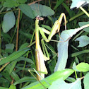 Praying mantis