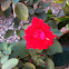 Red Rose